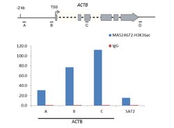 Invitrogen H3K36ac Recombinant Rabbit Monoclonal Antibody (RM154), ChIP-Verified