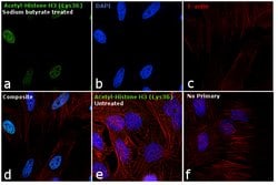 Invitrogen H3K36ac Recombinant Rabbit Monoclonal Antibody (RM154), ChIP-Verified