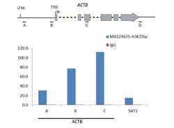 Invitrogen H3K79ac Recombinant Rabbit Monoclonal Antibody (RM156) 100 &mu;g;