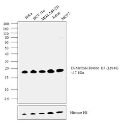 Invitrogen H3K18me2 Recombinant Rabbit Monoclonal Antibody (RM168) 100