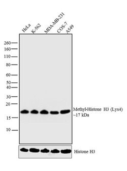 Invitrogen H3K18me1 Recombinant Rabbit Monoclonal Antibody (RM167) 100