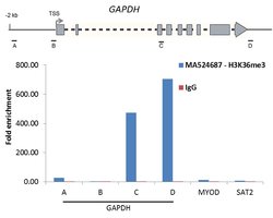 H3K36me3 Rabbit anti-Human, Mouse, Clone: RM155, Invitrogen 20 &mu;g; Unconjugated:Antibodies,