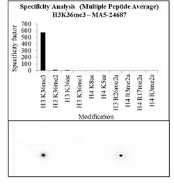 Invitrogen H3K36me3 Recombinant Rabbit Monoclonal Antibody (RM155), ChIP-Verified
