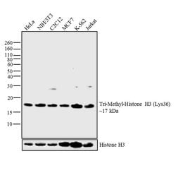 Invitrogen H3K36me3 Recombinant Rabbit Monoclonal Antibody (RM155), ChIP-Verified