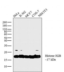 Invitrogen Histone H2B Recombinant Rabbit Monoclonal Antibody (RM230) 100