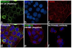 Invitrogen&trade;&nbsp;S100A10 Monoclonal Antibody (6F4-E6-D5-C10)