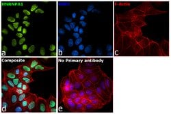 Invitrogen hnRNP A1 Monoclonal Antibody (4B10) 100 &mu;L; Unconjugated:Antibodies,