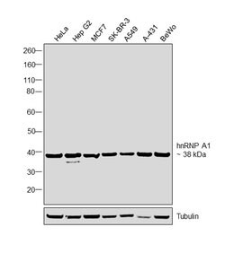 Invitrogen hnRNP A1 Monoclonal Antibody (4B10) 100 &mu;L; Unconjugated:Antibodies,