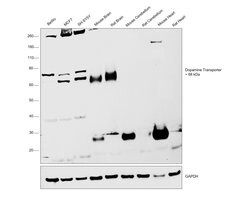 Invitrogen Dopamine Transporter Monoclonal Antibody (mAb16) 100 &mu;L;