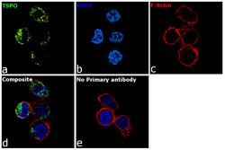 Invitrogen TSPO Recombinant Rabbit Monoclonal Antibody (4H2) 100 &mu;L;