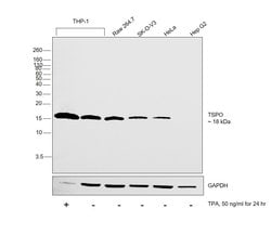 Invitrogen TSPO Recombinant Rabbit Monoclonal Antibody (4H2) 100 &mu;L;