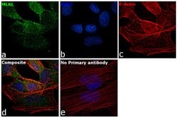 Invitrogen MLKL Recombinant Rabbit Monoclonal Antibody (2B9) 100 &mu;L;