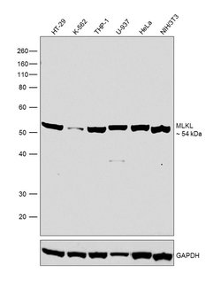 Invitrogen MLKL Recombinant Rabbit Monoclonal Antibody (2B9) 100 &mu;L;
