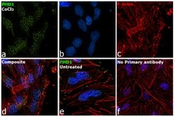 Invitrogen PHD1 Recombinant Rabbit Monoclonal Antibody (3G4) 100 &mu;L;
