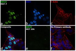 KIF23 Rabbit anti-Human, Mouse, Rat, Invitrogen 100 &mu;L; Unconjugated:Antibodies,