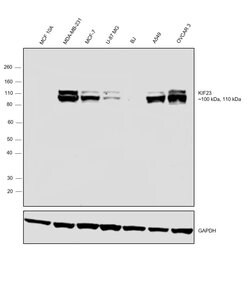KIF23 Rabbit anti-Human, Mouse, Rat, Invitrogen 100 &mu;L; Unconjugated:Antibodies,