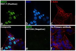 KIF23 Rabbit anti-Human, Mouse, Rat, Invitrogen 100 &mu;L; Unconjugated:Antibodies,
