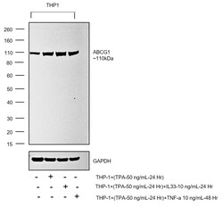ABCG1 Recombinant Rabbit Monoclonal Antibody (2A10), Invitrogen 100 &mu;L;