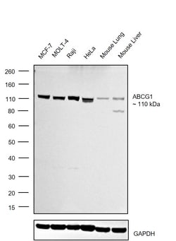 ABCG1 Recombinant Rabbit Monoclonal Antibody (2A10), Invitrogen 100 &mu;L;