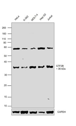 Invitrogen GTF2B Monoclonal Antibody (3H2) 100 &mu;L | Buy Online | Invitrogen&trade; | Fisher Scientific