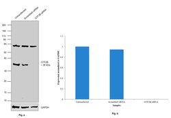 Invitrogen GTF2B Monoclonal Antibody (3H2) 100 &mu;L | Buy Online | Invitrogen&trade; | Fisher Scientific