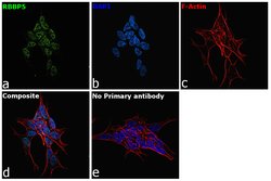 Invitrogen RBBP5 Monoclonal Antibody (1C9) 100 &mu;L; Unconjugated:Antibodies,