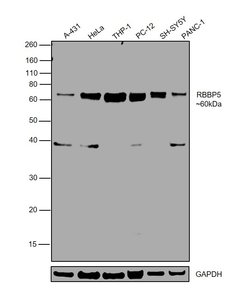 Invitrogen RBBP5 Monoclonal Antibody (1C9) 100 &mu;L; Unconjugated:Antibodies,
