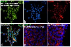 Invitrogen SOX17 Monoclonal Antibody (OTI3B10) 100 &mu;L; Unconjugated:Antibodies,