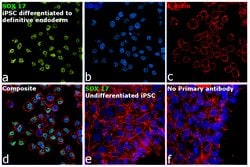 Invitrogen SOX17 Monoclonal Antibody (OTI2G8) 100 &mu;L; Unconjugated:Antibodies,