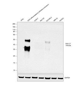 Invitrogen SOX17 Monoclonal Antibody (OTI2G8) 100 &mu;L; Unconjugated:Antibodies,