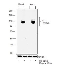 MX1 Monoclonal Antibody (OTI2G12), Invitrogen 100 &mu;L; Unconjugated:Antibodies,