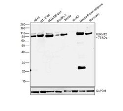 Invitrogen Kindlin 2 Monoclonal Antibody (OTI9E4) 100 &mu;L; Unconjugated:Antibodies,
