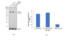 Invitrogen Kindlin 2 Monoclonal Antibody (OTI9E4) 100 &mu;L; Unconjugated:Antibodies,