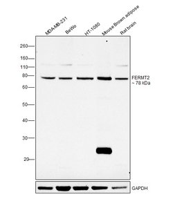 Kindlin 2 Monoclonal Antibody (OTI14A11), Invitrogen 100 &mu;L; Unconjugated:Antibodies,