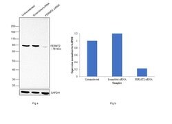 Kindlin 2 Monoclonal Antibody (OTI14A11), Invitrogen 100 &mu;L; Unconjugated:Antibodies,
