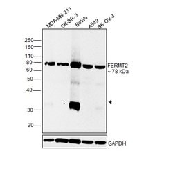 Invitrogen Kindlin 2 Monoclonal Antibody (OTI25A4) 100 &mu;L; Unconjugated:Antibodies,