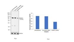 Invitrogen Kindlin 2 Monoclonal Antibody (OTI25A4) 100 &mu;L; Unconjugated:Antibodies,