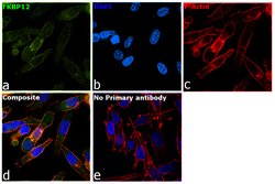 Invitrogen FKBP12 Monoclonal Antibody (OTI3B3) 100 &mu;L; Unconjugated:Antibodies,