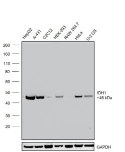Invitrogen IDH1 Monoclonal Antibody (OTI2H9) 100 &mu;L; Unconjugated:Antibodies,