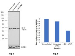 Invitrogen IDH1 Monoclonal Antibody (OTI2H9) 100 &mu;L; Unconjugated:Antibodies,