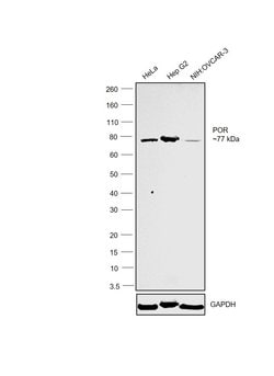 Invitrogen Cytochrome P450 Reductase Monoclonal Antibody (OTI5B3) 100 &mu;L | Buy Online | Invitrogen&trade; | Fisher Scientific