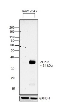 ZFP36 Monoclonal Antibody (OTI3D10), Invitrogen 100 &mu;L; Unconjugated:Antibodies,