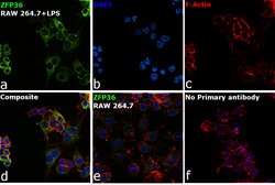 ZFP36 Monoclonal Antibody (OTI3D10), Invitrogen 100 &mu;L; Unconjugated:Antibodies,