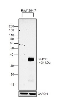 ZFP36 Monoclonal Antibody (OTI3D10), Invitrogen 100 &mu;L; Unconjugated:Antibodies,