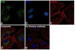 Invitrogen Cytochrome P450 Reductase Monoclonal Antibody (OTI3F10) 100