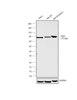 Invitrogen Cytochrome P450 Reductase Monoclonal Antibody (OTI3F10) 100