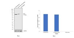Invitrogen Cytochrome P450 Reductase Monoclonal Antibody (OTI3F10) 100