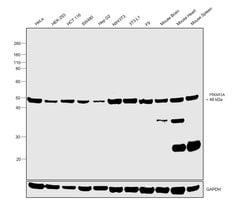 Invitrogen PRKAR1A Monoclonal Antibody (OTI6C7) 100 &mu;L | Buy Online | Invitrogen&trade; | Fisher Scientific