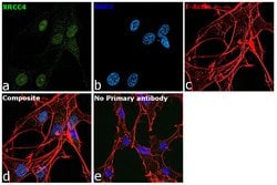 Invitrogen XRCC4 Monoclonal Antibody (OTI4H9) 100 &mu;L; Unconjugated:Antibodies,