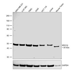 Invitrogen XRCC4 Monoclonal Antibody (OTI4H9) 100 &mu;L; Unconjugated:Antibodies,